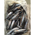 Frozen bonito tuna fish price on sale, tuna for canned